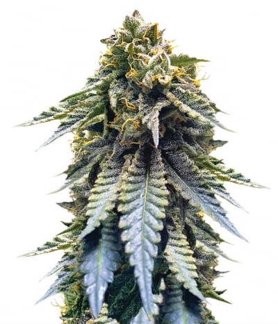 Chocolate Mint OG Auto