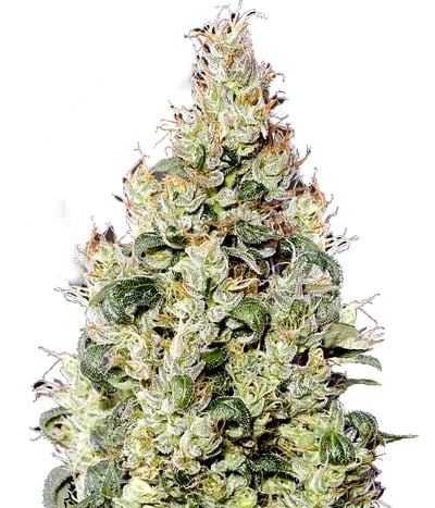 Exodus Cheese Auto CBD