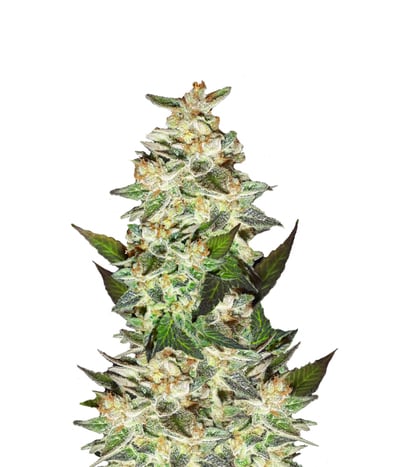 Delicious Candy Auto