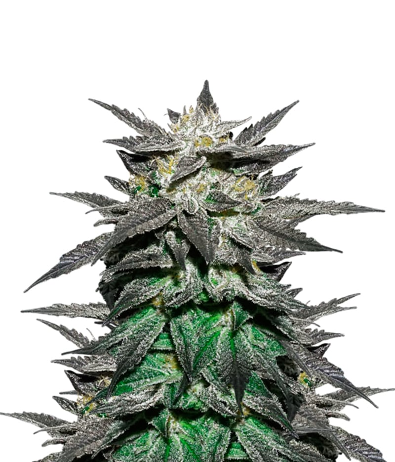 Dutch Passion Bubba Island Kush Seeds Green Parrot