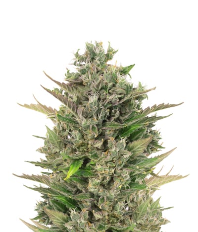 Critical + Autoflowering CBD